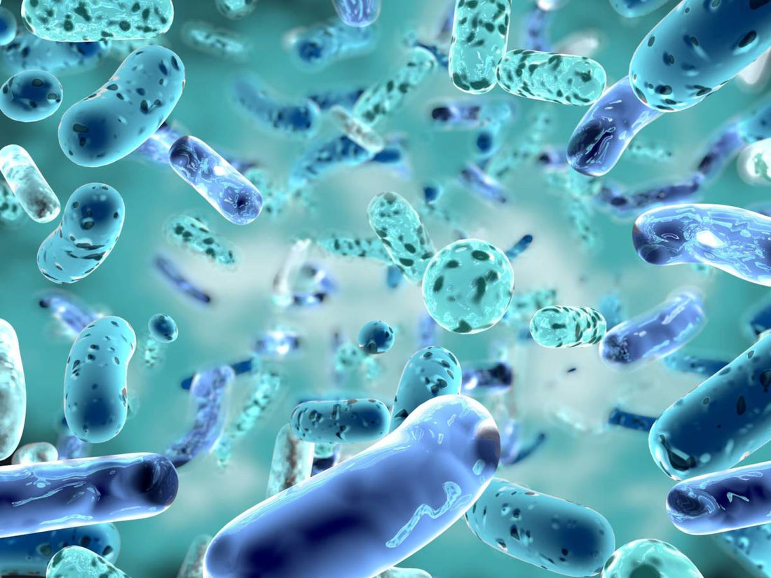 El Poder de tu Segundo Cerebro: Guía Definitiva del Farmacéutico para Elegir su Probiótico