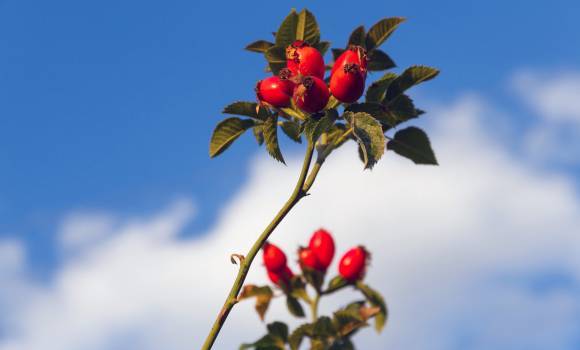 Huile de rose musquée 100 % pure Vicorva 20 ml