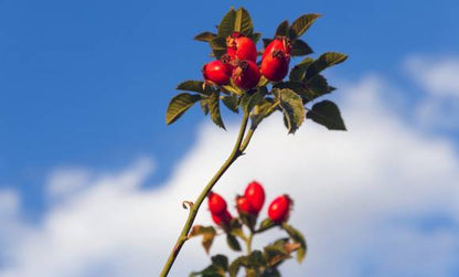 Huile de rose musquée 100 % pure Vicorva 20 ml